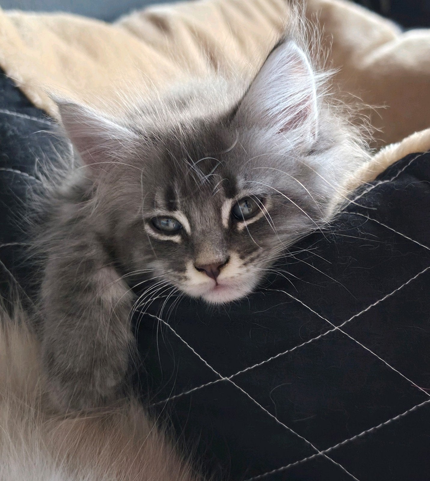 5 prachtige kittens kruising maine coon / Siberische kat, Meerdere dieren, Met stamboom, 0 tot 2 jaar