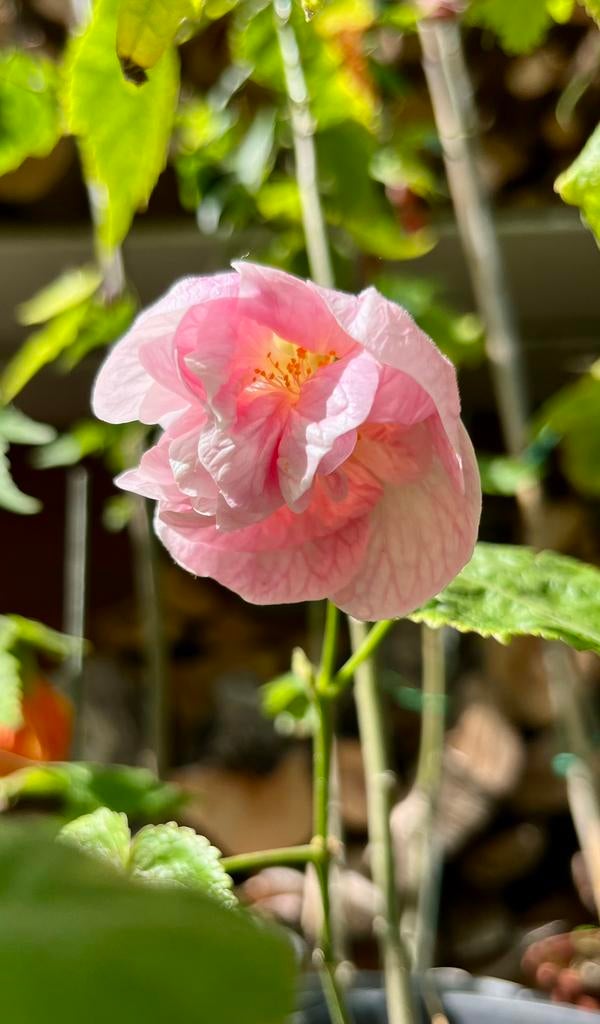 Vele en  diverse tuinplanten, zie beschrijving, Tuin en Terras, Planten | Tuinplanten, Ophalen, Overige soorten, Volle zon