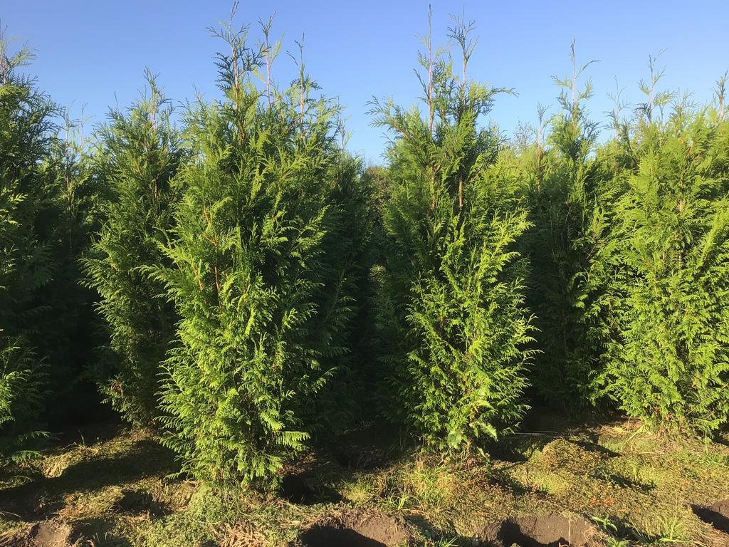 Mooie volle haagconiferen thuja plicata Martin 80 tot 250 cm, Ophalen of Verzenden, Volle zon