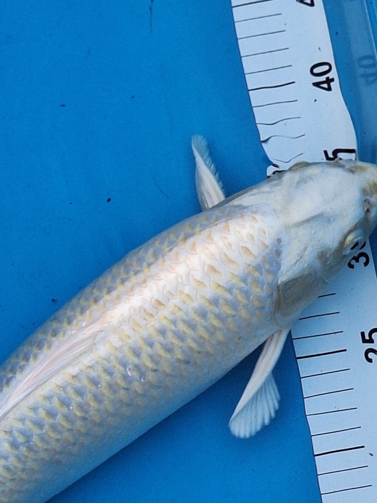 koikarper, Karper of Koi