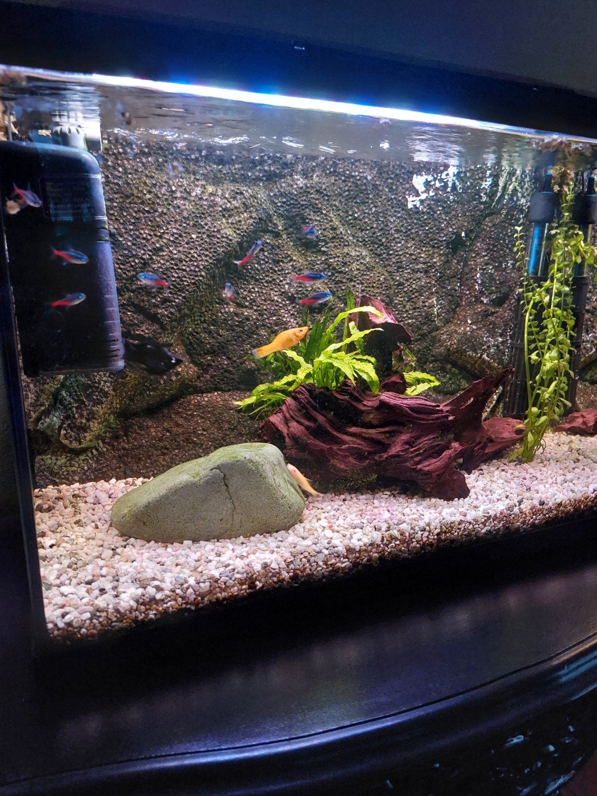 aquarium 72 liter superfish, Dieren en Toebehoren, Ophalen, Zo goed als nieuw, Leeg aquarium