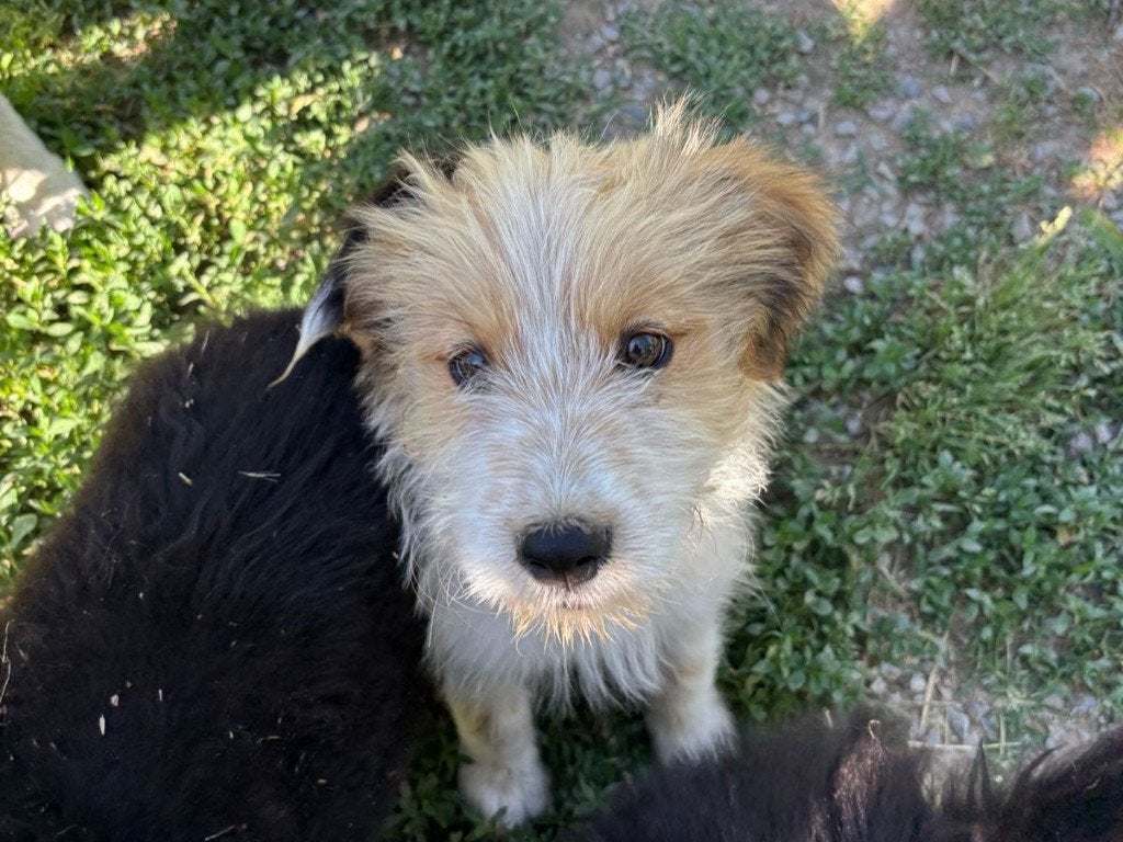 Lala – een klein meisje met een groot hart, Dieren en Toebehoren, Honden | Niet-rashonden, Particulier, 15 weken tot 1 jaar, Buitenland