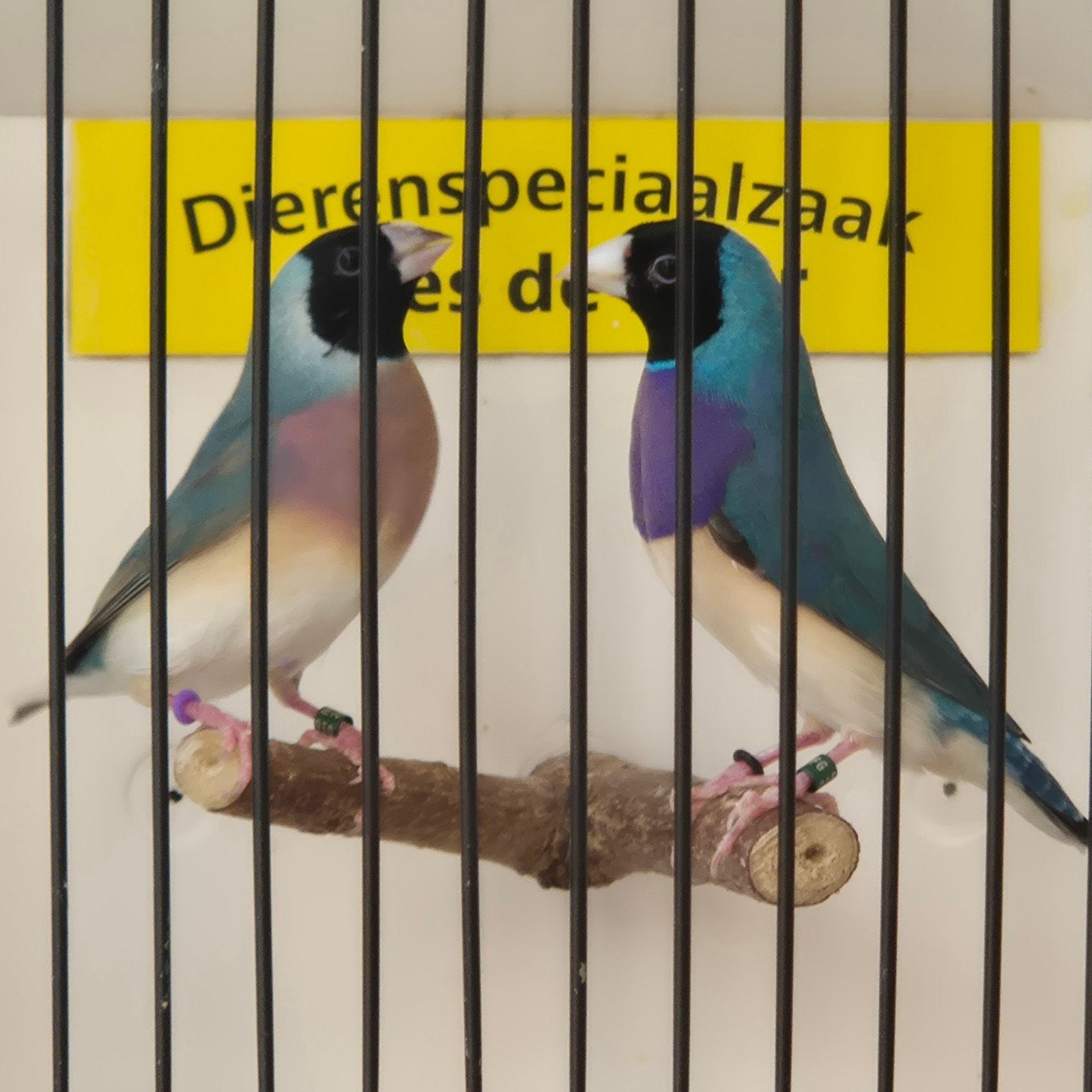 Koppel blauwe gouldamadines, Meerdere dieren, Parkiet