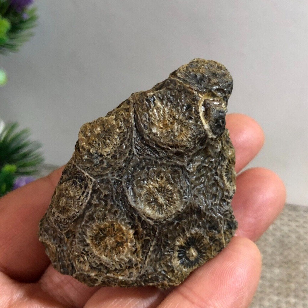 Fossiel stuk Actinocyathus koraal (C) uit Marokko., Verzenden, Fossiel