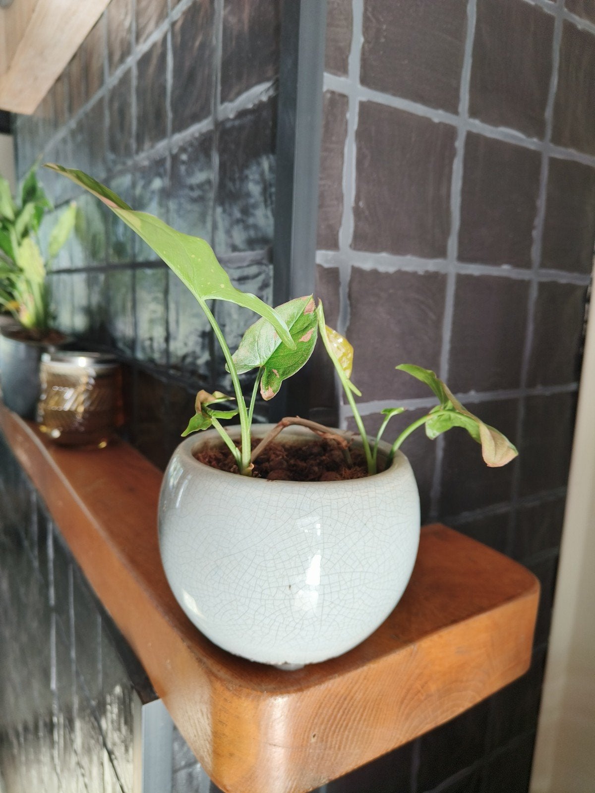 Syngonium Pink Splash in pot €5, Huis en Inrichting, Kamerplanten, Overige soorten, Minder dan 100 cm, Groene kamerplant, Halfschaduw