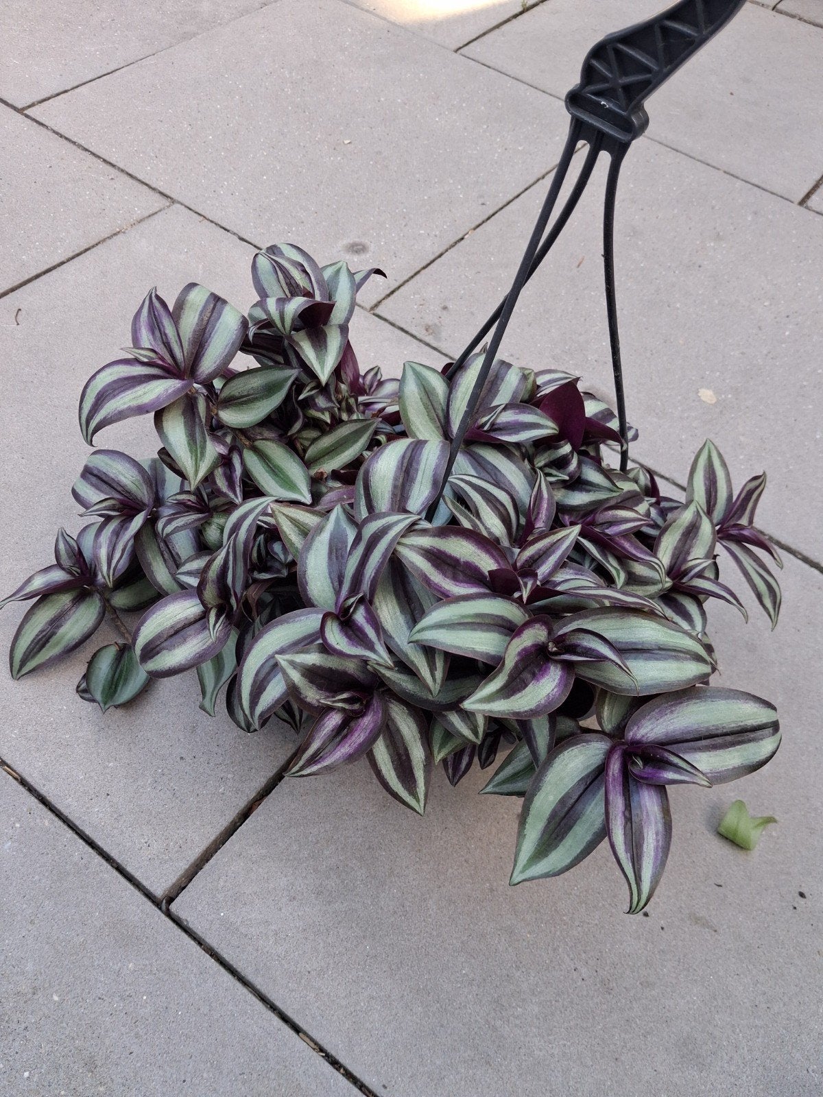 Gestreepte Misère (Tradescantia zebrina) - Per stuk, Tuin en Terras, Ophalen of Verzenden, Overige soorten, Volle zon