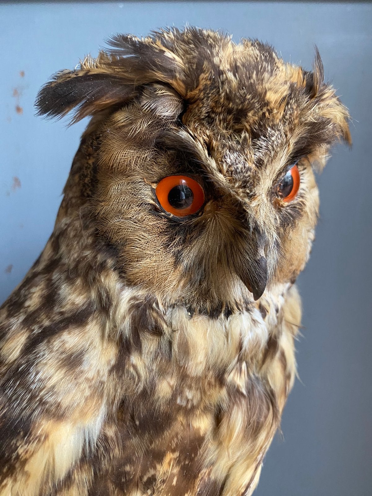Opgezette Ransuil - Taxidermie!, Ophalen of Verzenden, Zo goed als nieuw, Vogel, Opgezet dier