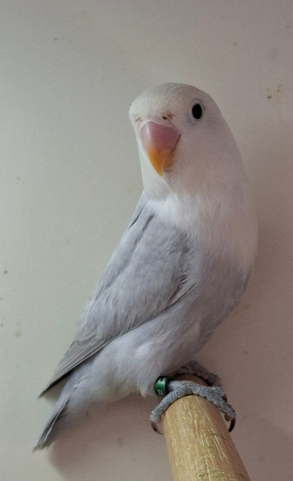 Te koop Agapornis fischeri Dilute