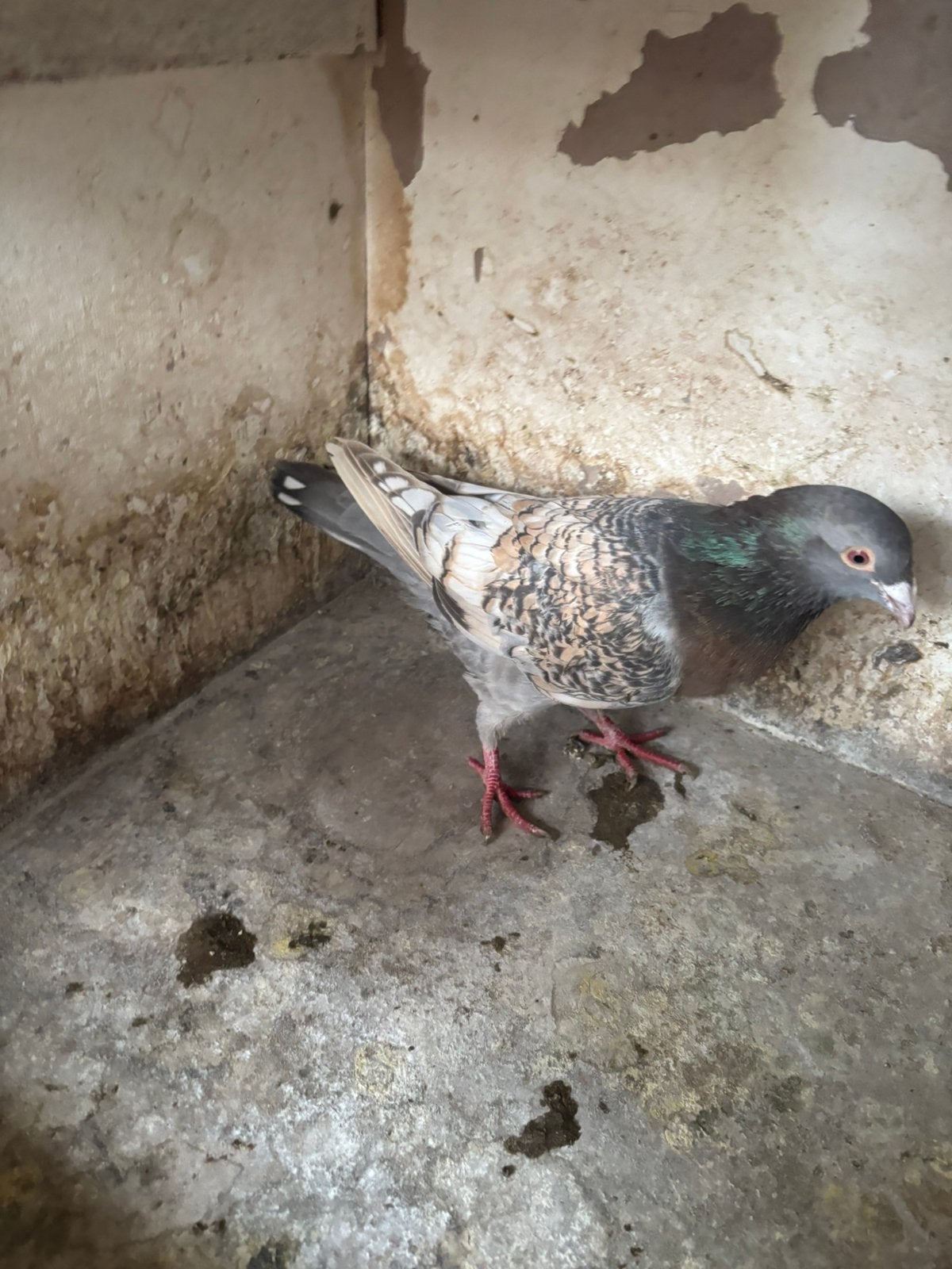 Rubbela doffer, Dieren en Toebehoren, Vogels | Duiven, Mannelijk, Kropper