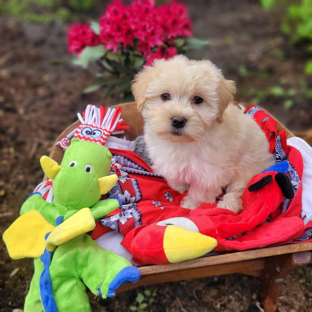 Leuke boomer pups te koop!, Dieren en Toebehoren, Parvo, Overige rassen, 8 tot 15 weken, Meerdere