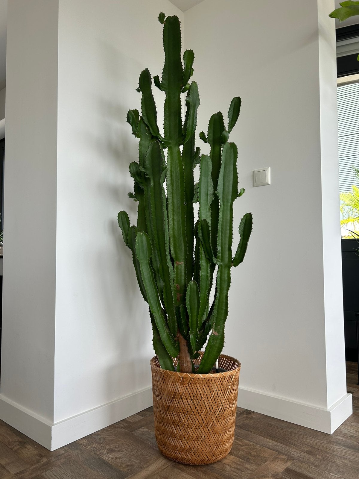 Grote Cactus Euphorbia Cowboycactus Wolfsmelk 175 cm, Huis en Inrichting, Kamerplanten, Ophalen, 150 tot 200 cm, In pot, Cactus