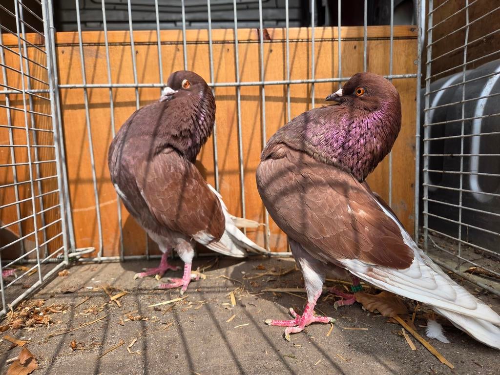 Gelderse slenken, Dieren en Toebehoren, Vogels | Duiven, Meerdere dieren, Overige soorten