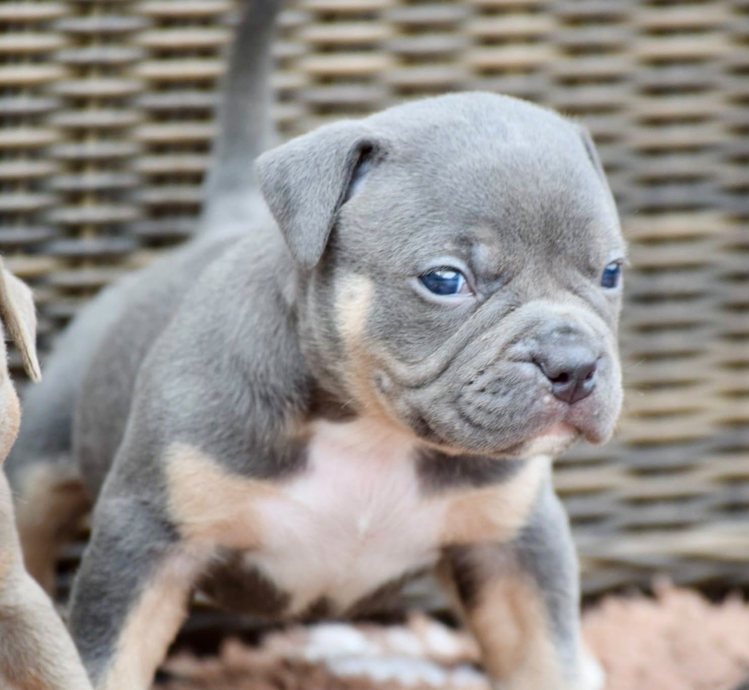 Foto 19 van 🔥American bully pups uit grand champion line, tricolors