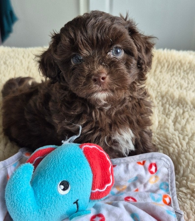 Lieve mini boompoo, Parvo, Overige rassen, 8 tot 15 weken, Meerdere