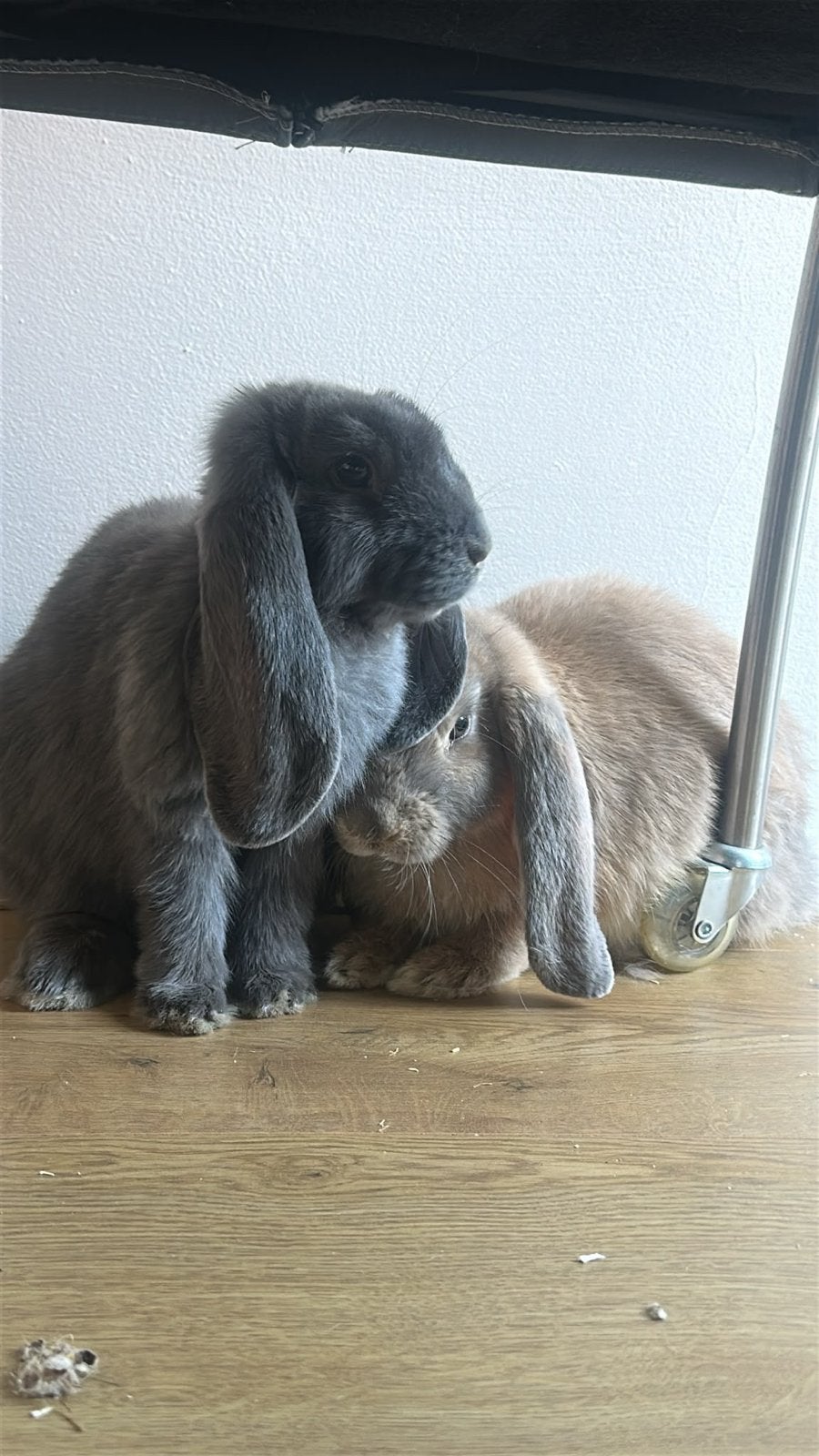 Konijnen tekoop franse hangoor, Meerdere dieren, Groot, Hangoor