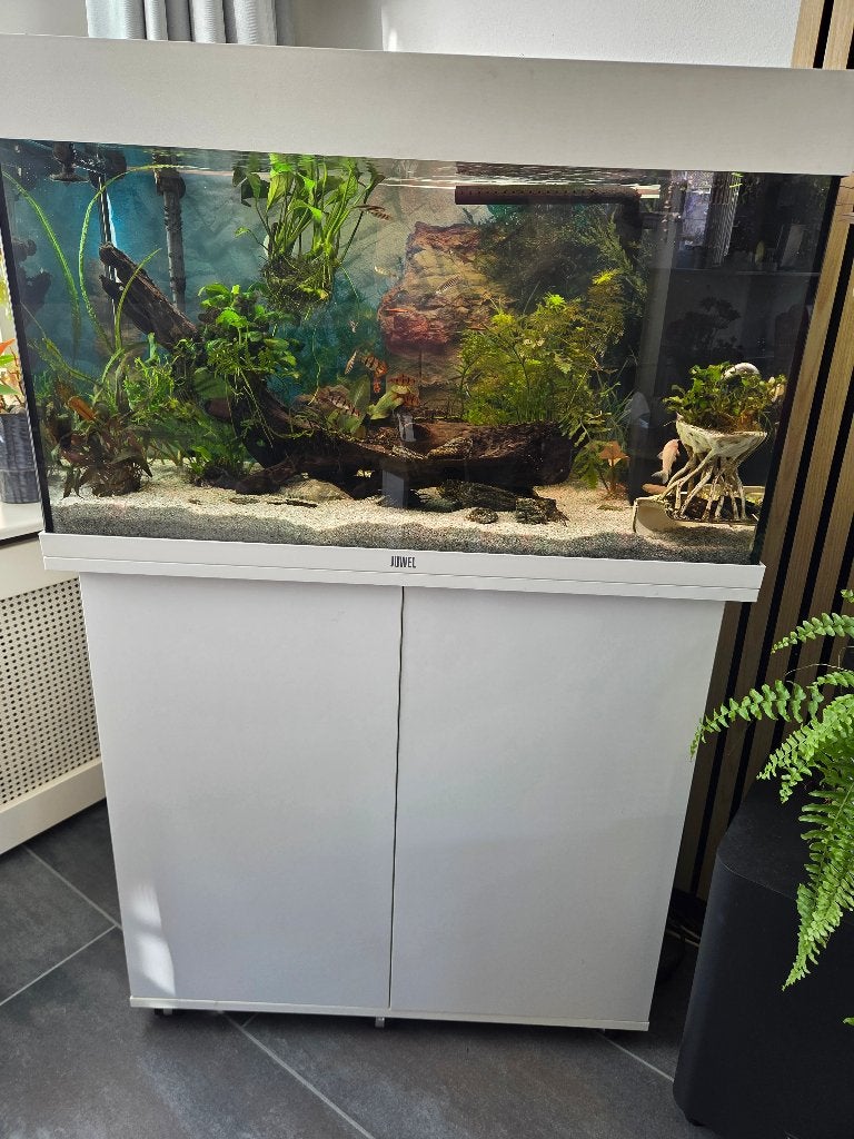 aqarium, Dieren en Toebehoren, Ophalen, Inclusief vissen, Gebruikt, Gevuld zoetwateraquarium