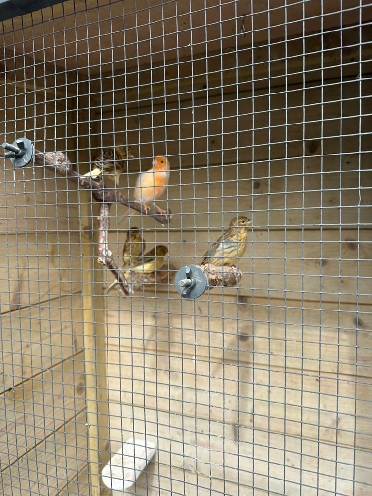Jinge kanaries te koop 15,- p.st., Dieren en Toebehoren, Vogels | Kanaries, Meerdere dieren, Kleurkanarie