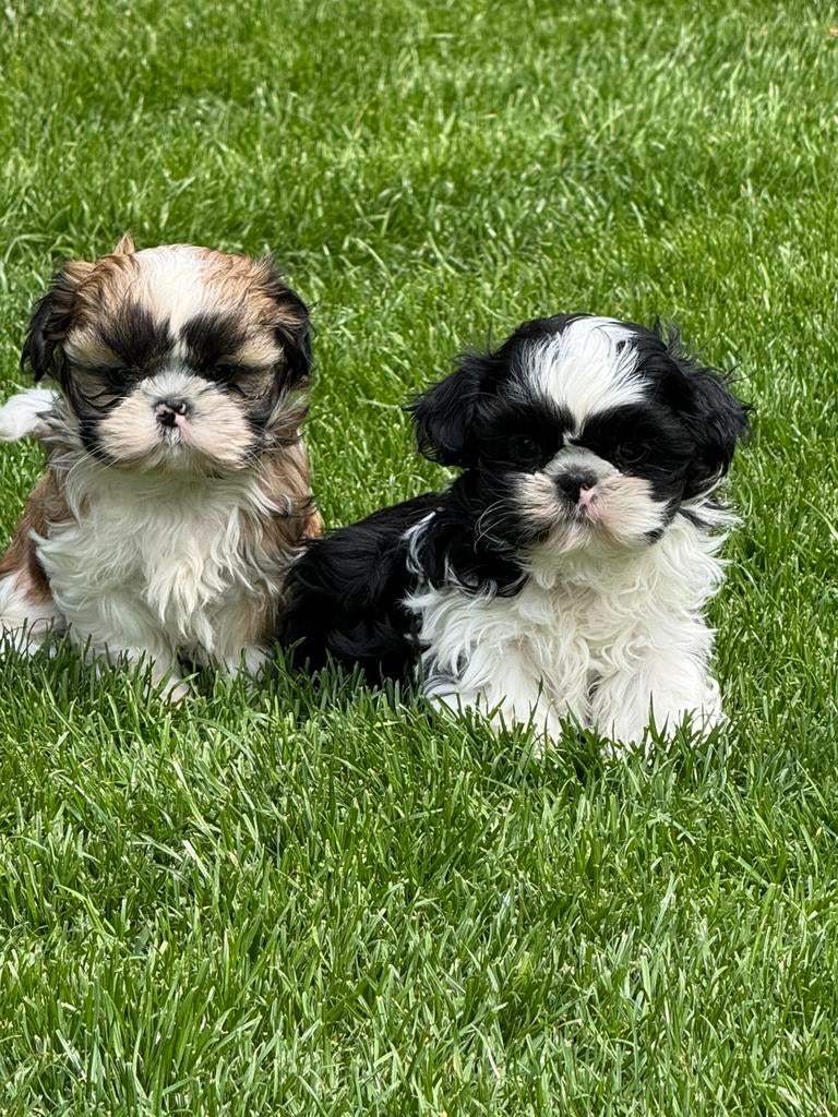 Shih tzu pups, Parvo, België, Overige rassen, 8 tot 15 weken