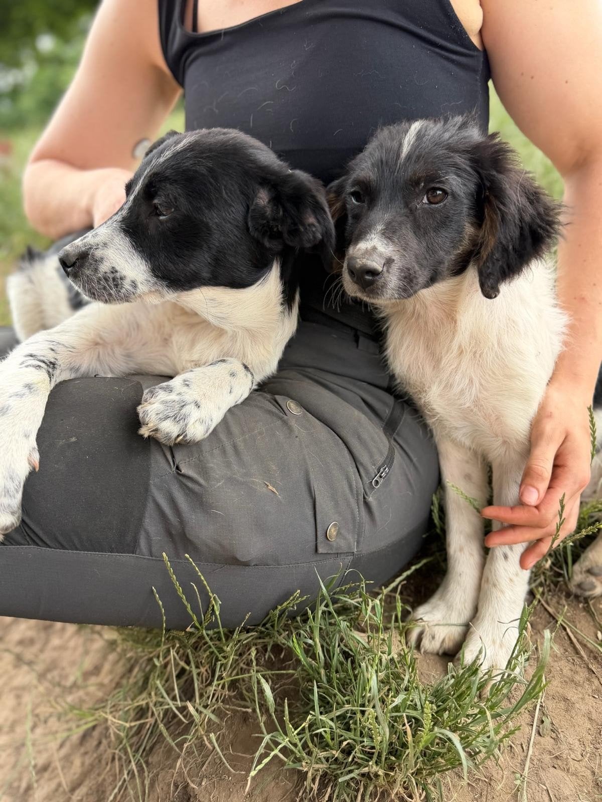 Wij zoeken mensen die honden uit Roemenië willen trainen om, Dieren en Toebehoren, Honden | Niet-rashonden, Particulier, 1 tot 2 jaar
