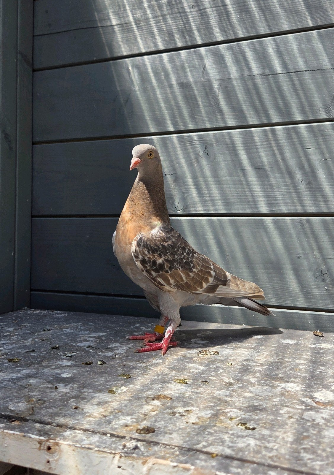 Jonge takla duivin, Dieren en Toebehoren, Vogels | Duiven, Vrouwelijk, Overige soorten