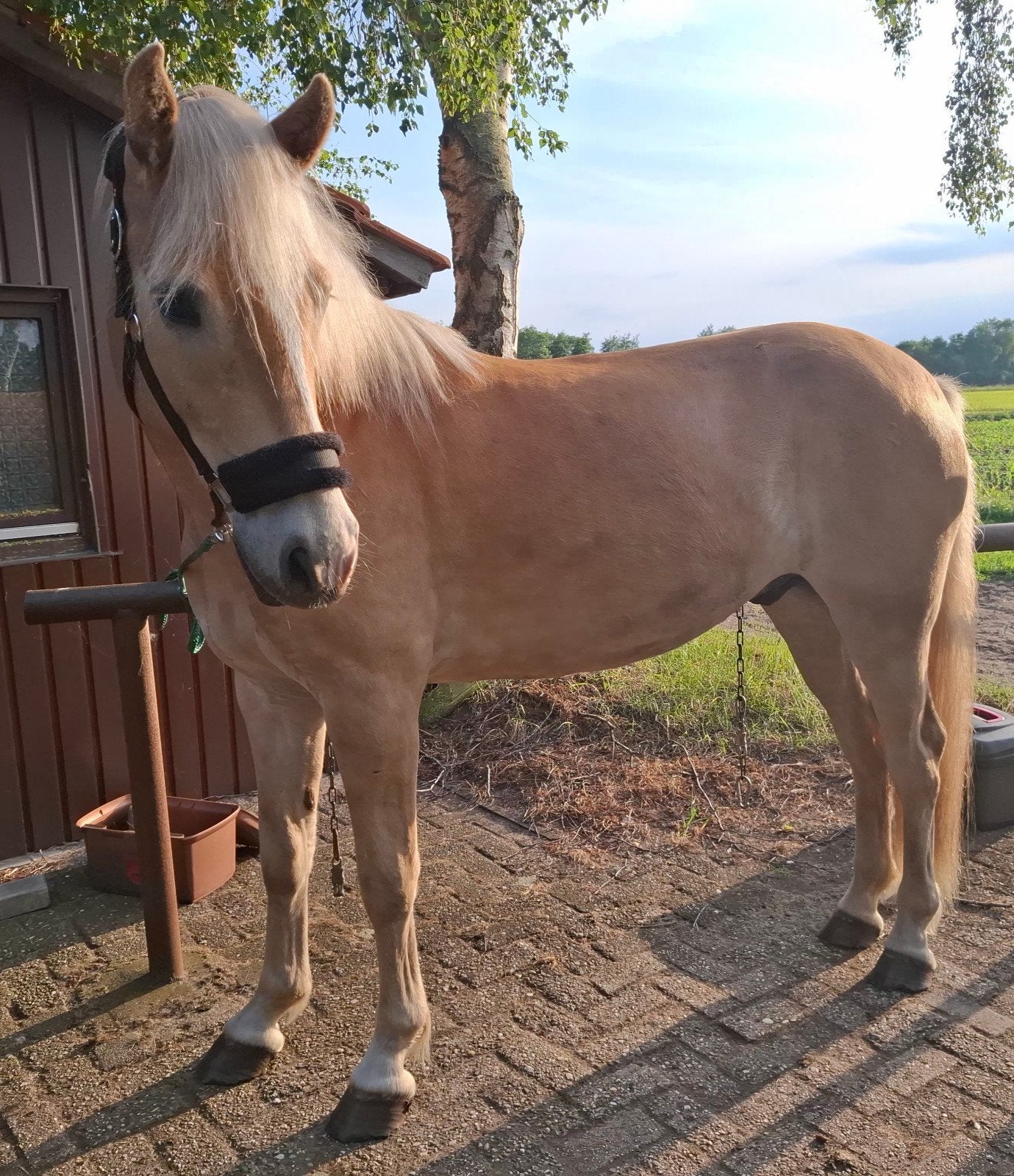 Haflinger ruin 3 jaar v. Bugatti, Dieren en Toebehoren, Pony's, Ruin, E pony (1.48m - 1.57m), Met stamboom, 3 tot 6 jaar