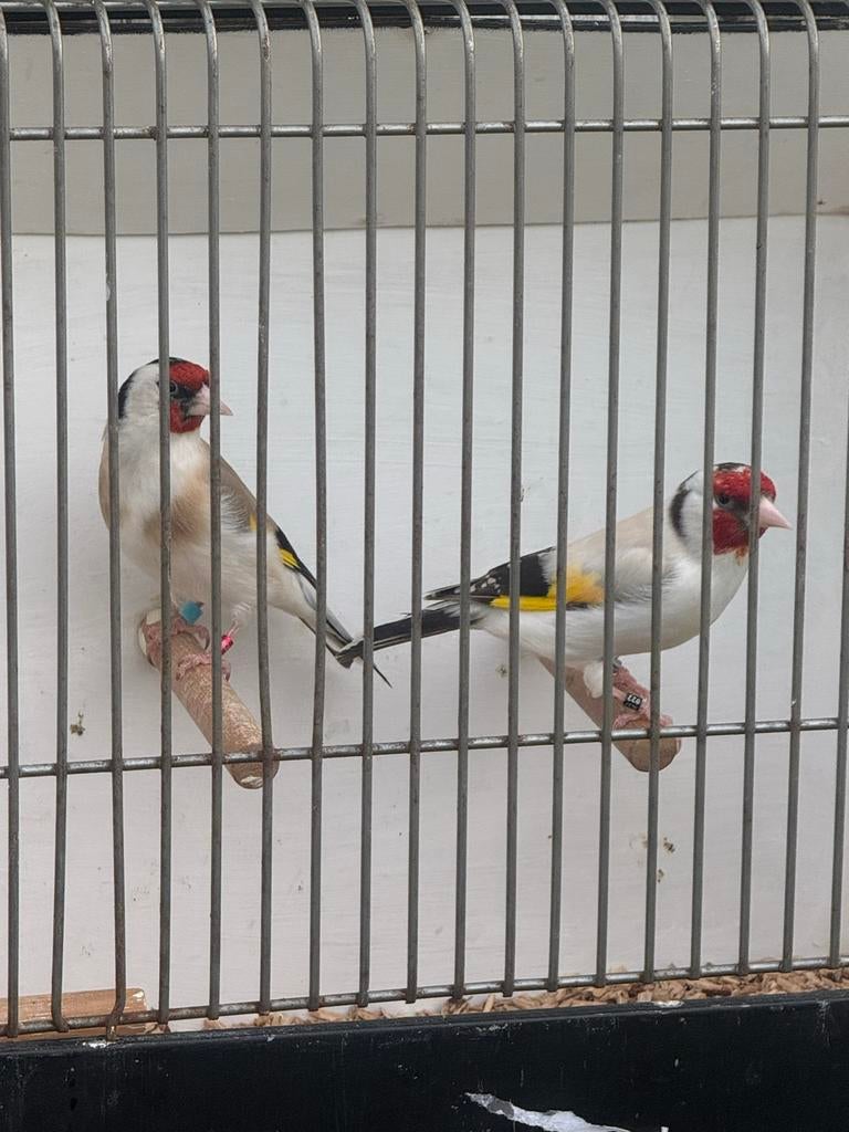 Koppel majoor putter Eumo 2025, Dieren en Toebehoren, Vogels | Overige Vogels, Meerdere dieren, Wildzangvogel, Geringd