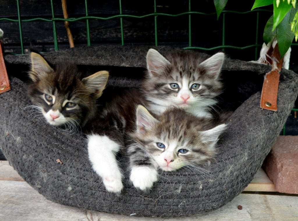 Noorse boskatkittens mogen koffertjes pakken, Meerdere dieren, Ontwormd, 0 tot 2 jaar