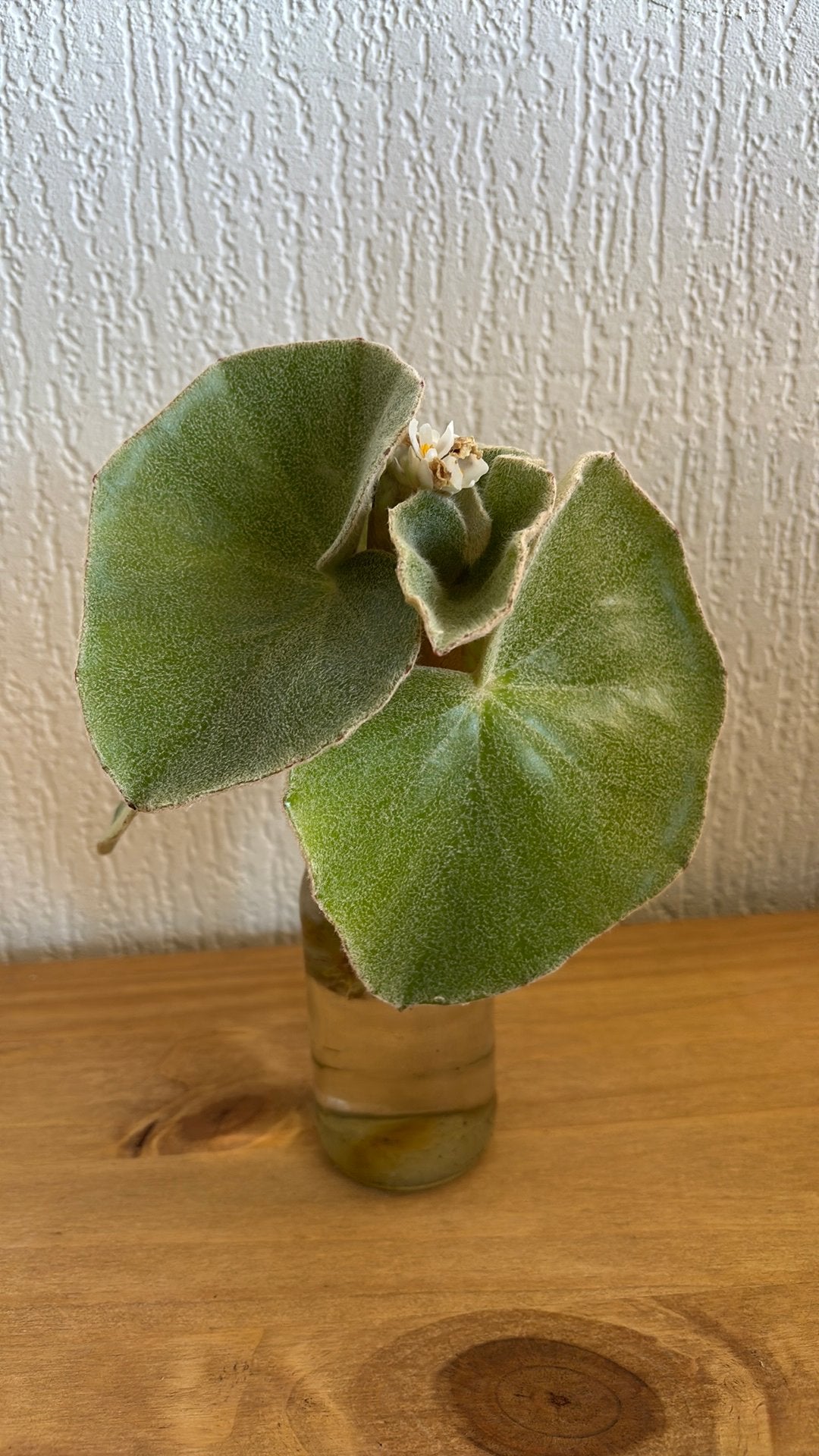 Begonia Venosa stekken, Ophalen of Verzenden, Halfschaduw, Minder dan 100 cm