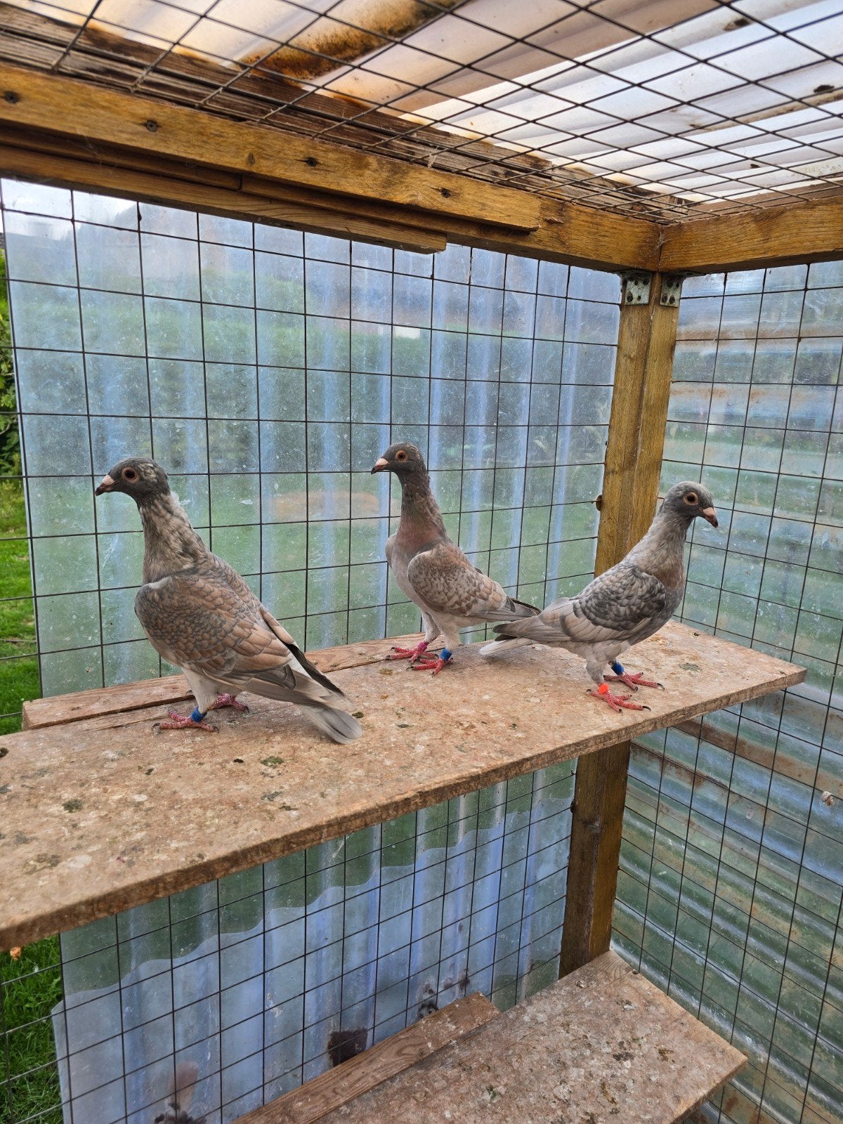 Reduced postduiven duiven te koop, Dieren en Toebehoren, Meerdere dieren, Postduif