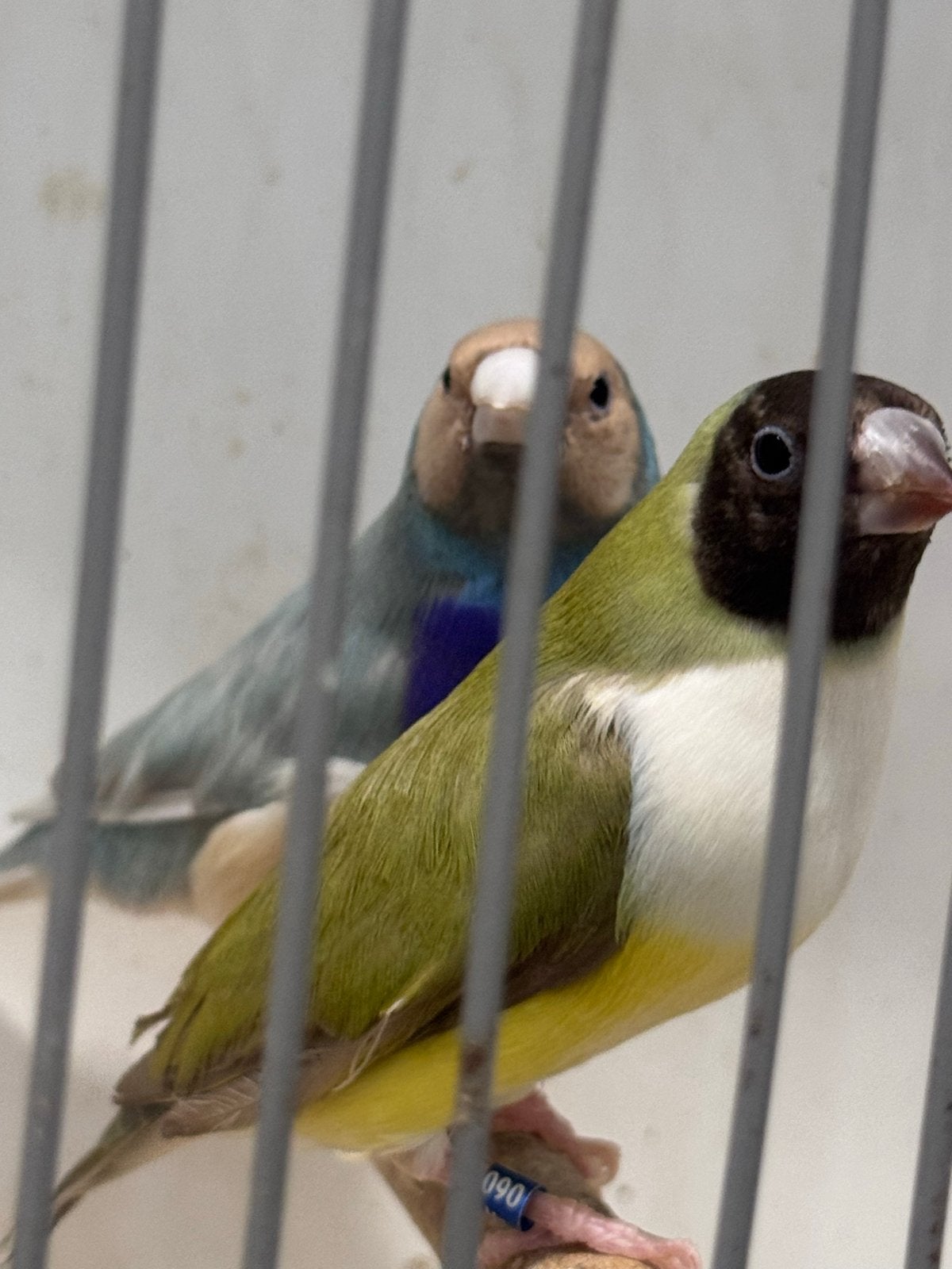 Gouldamadine, Tropenvogel