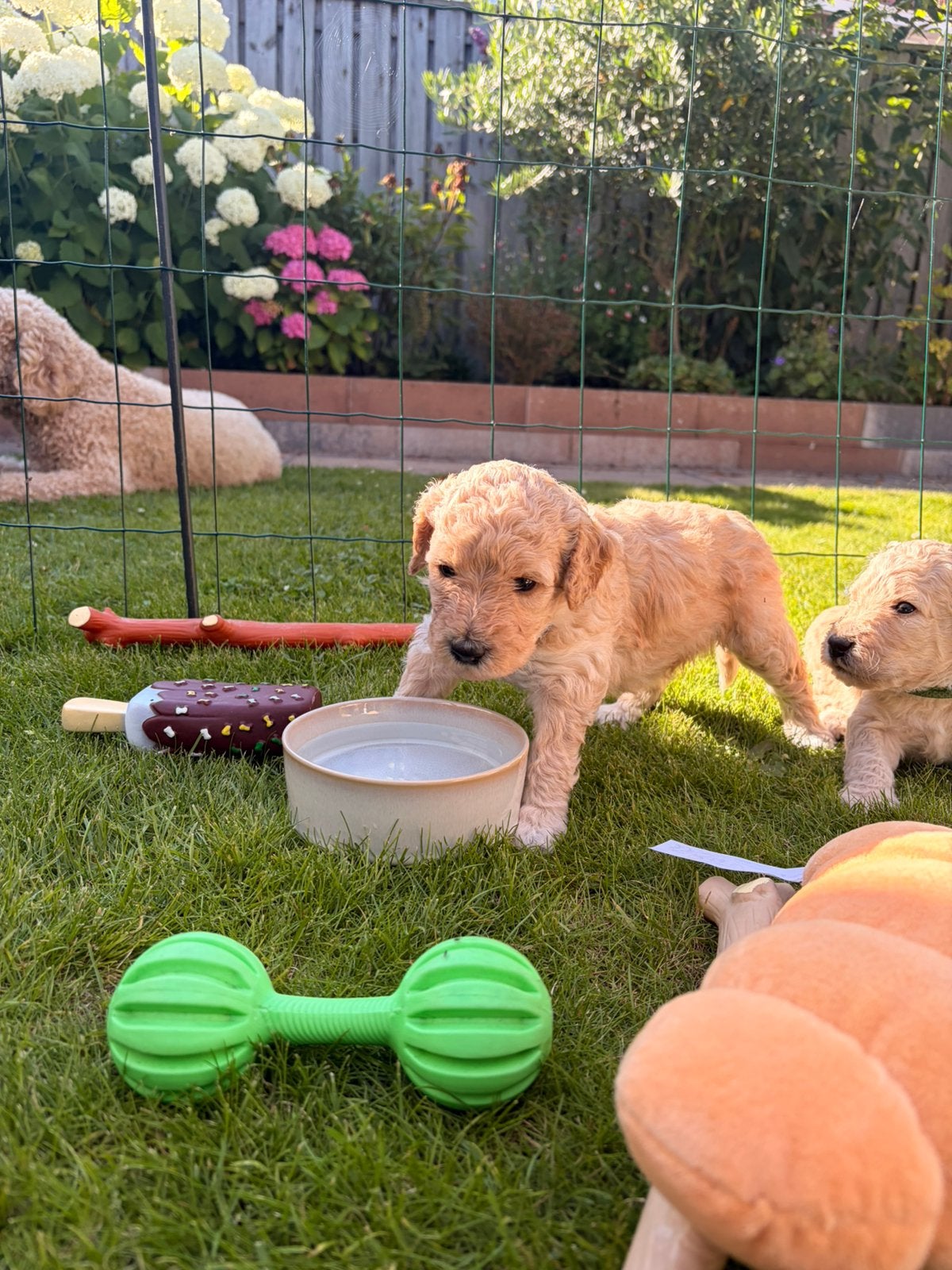 Goldendoodle pups 7 juni geboren 2 teefjes en 6 reutjes, Parvo, Overige rassen, 8 tot 15 weken, Meerdere dieren