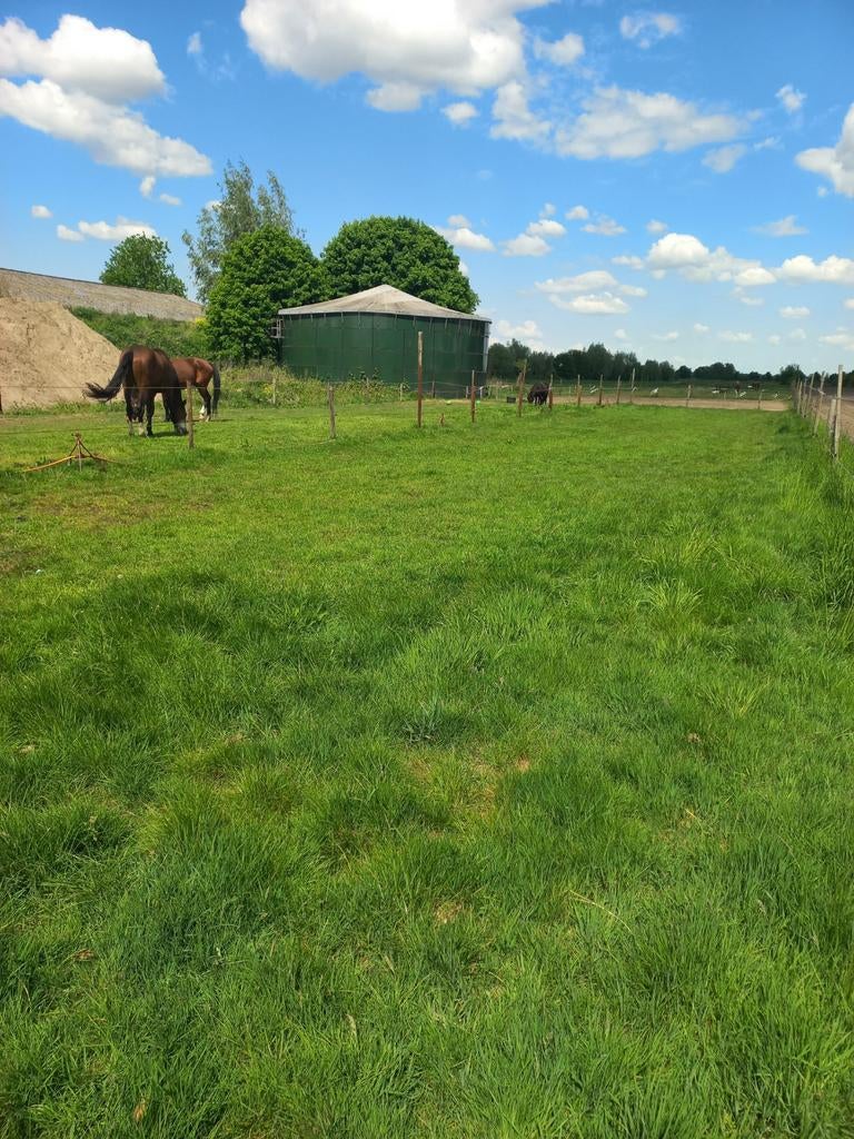 2 plekken vrij in eigen beheer paarden Grote paddock/wei, Dieren en Toebehoren