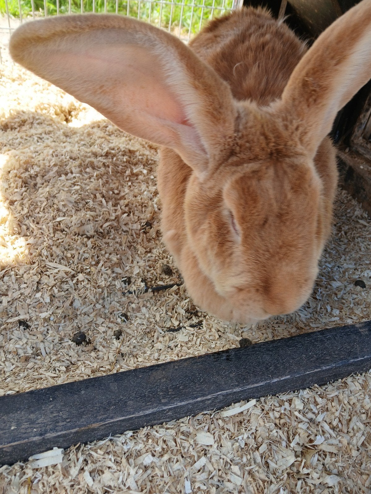 Lieve bruine voedster, Dieren en Toebehoren