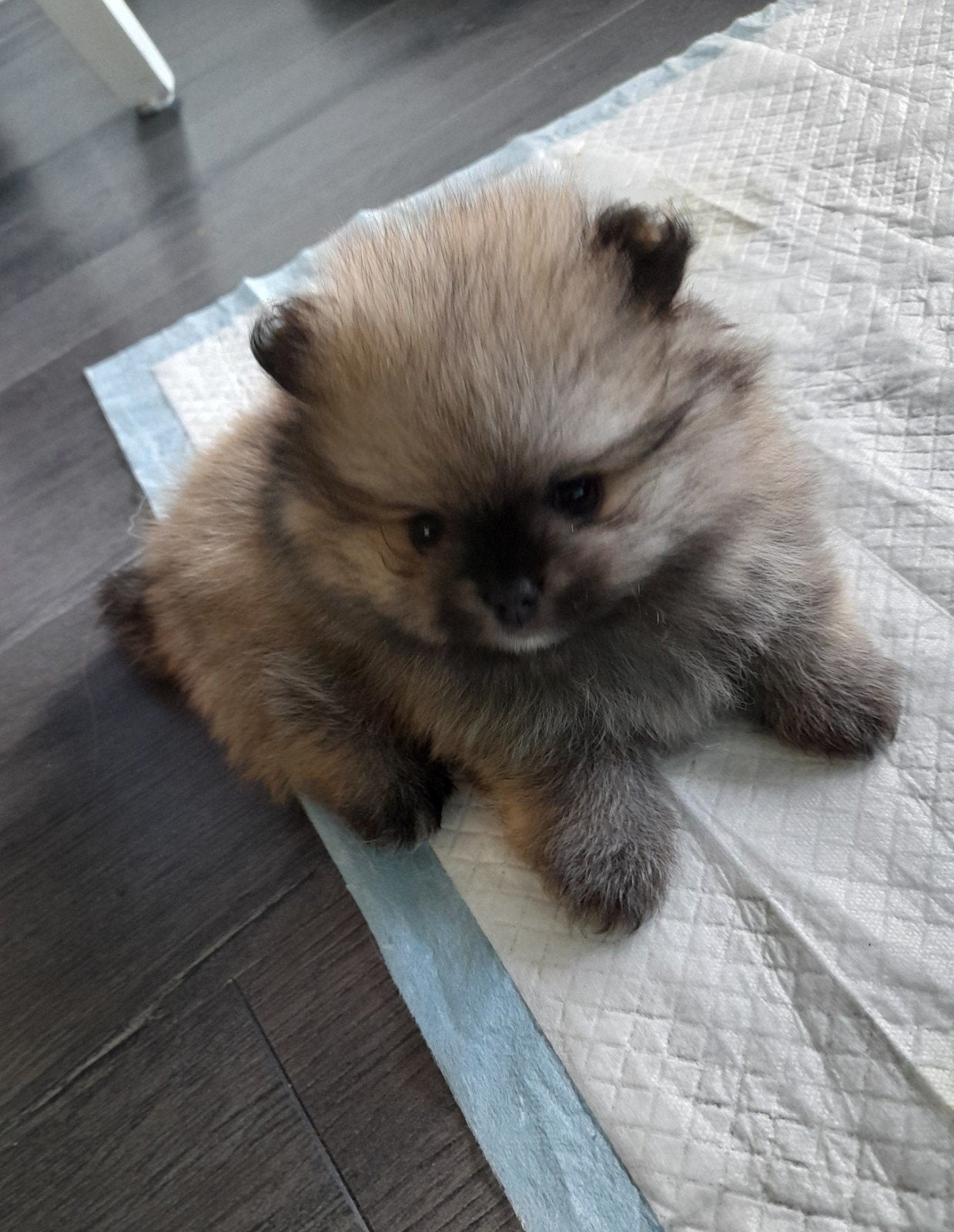 Prachtig lief pomeriaan teefje., Keeshond, 8 tot 15 weken, Teef, Eén hond