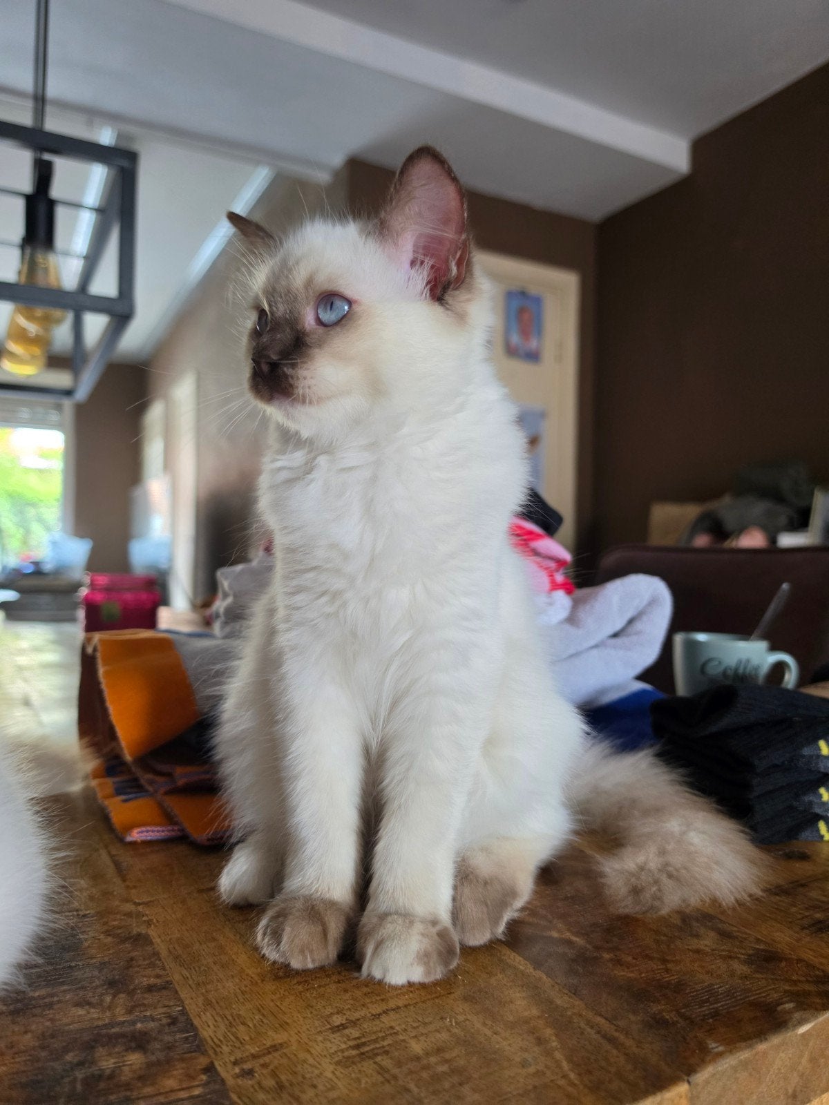 ragdoll poesje, mag verhuizen, Poes, Gechipt, 0 tot 2 jaar