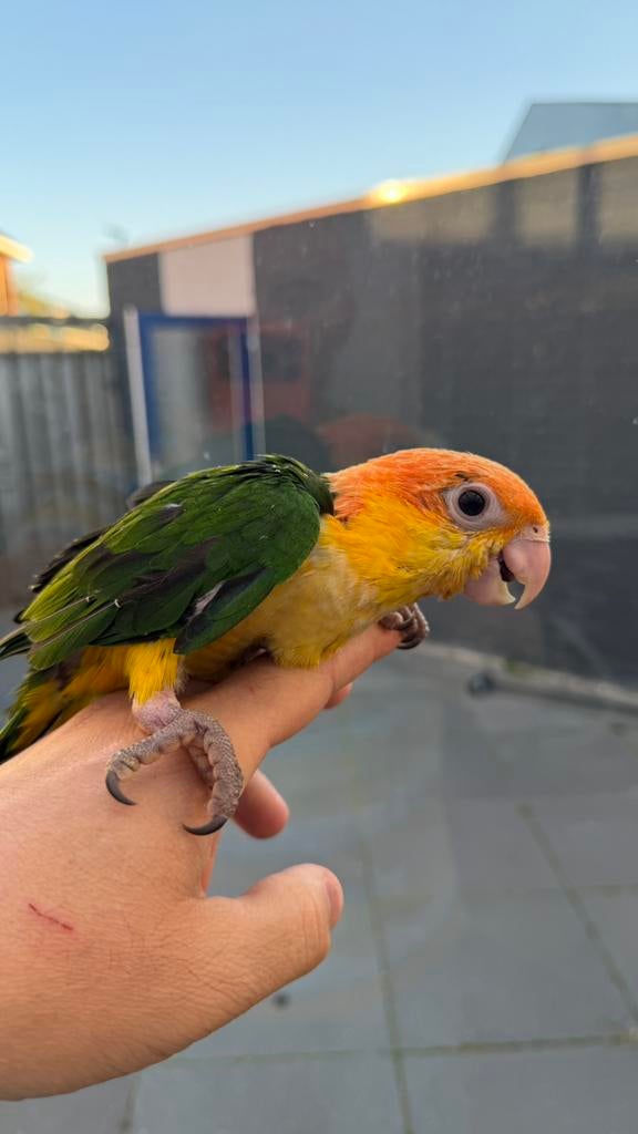 Super tamme Caique Baby Papegaaie, Dieren en Toebehoren, Vogels | Parkieten en Papegaaien, Geslacht onbekend, Papegaai, Geringd