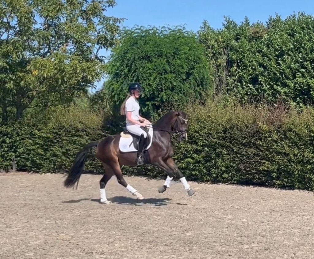 Talentvolle 3,5 jarige Welsh merrie!!!, Dieren en Toebehoren, Merrie, Dressuurpony, 3 tot 6 jaar, D pony (1.37m tot 1.48m)