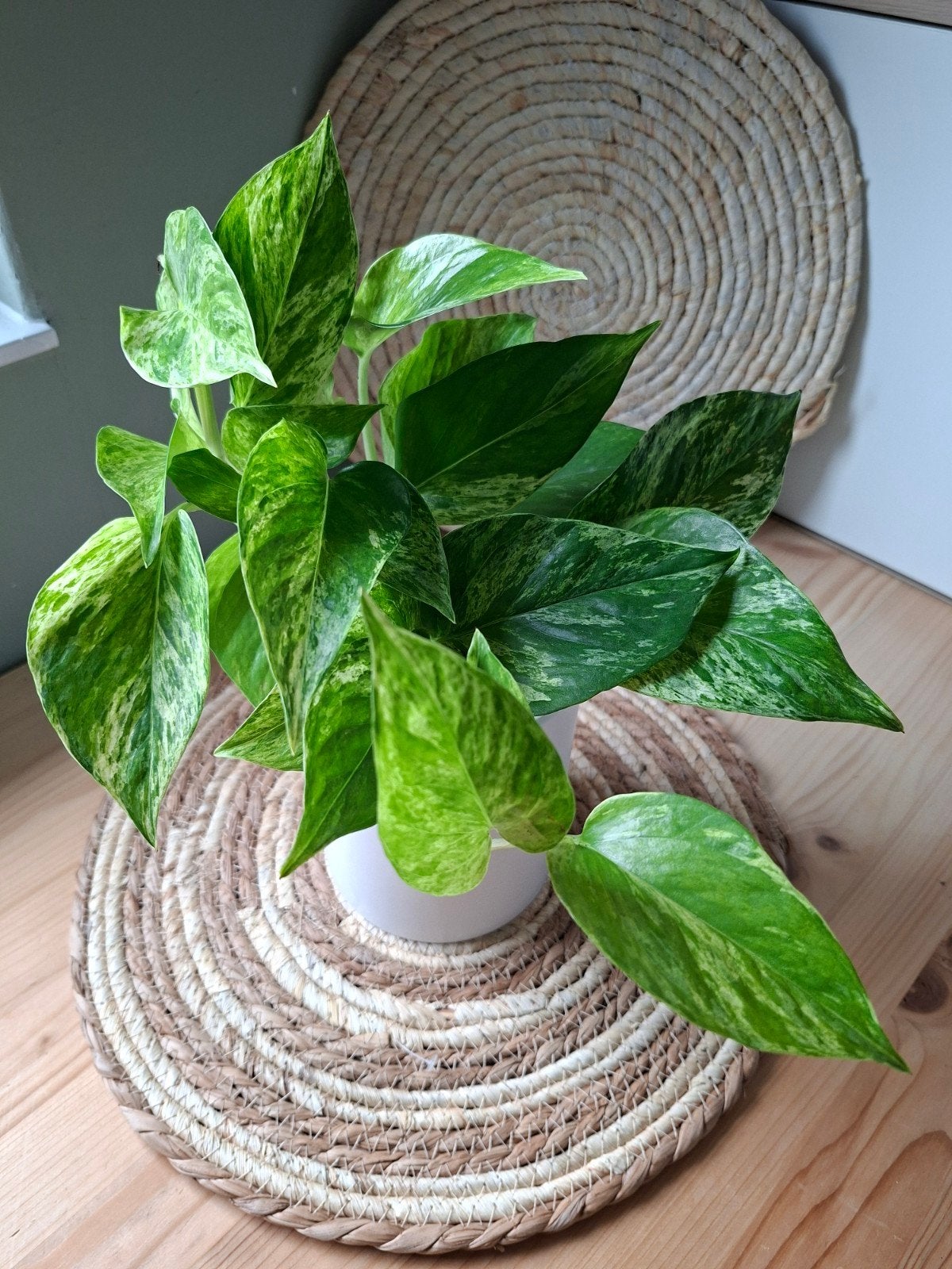 Pothos plant, Epipremnum Aureum (Scindapsus) kamerplant in p, Huis en Inrichting, Ophalen, Overige soorten, Halfschaduw, In pot