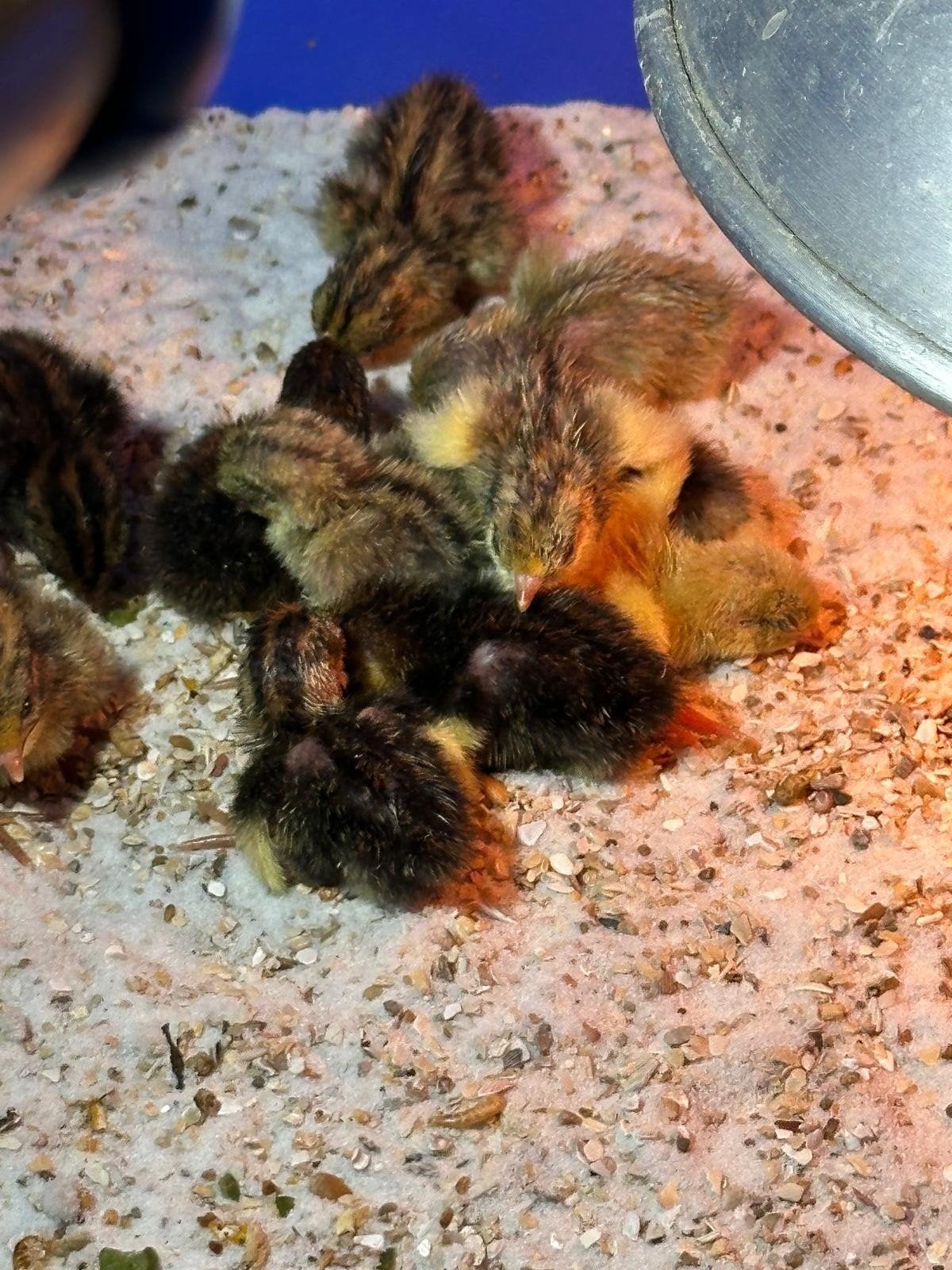 chinese dwergkwartels, Dieren en Toebehoren, Pluimvee, Meerdere dieren, Overige soorten