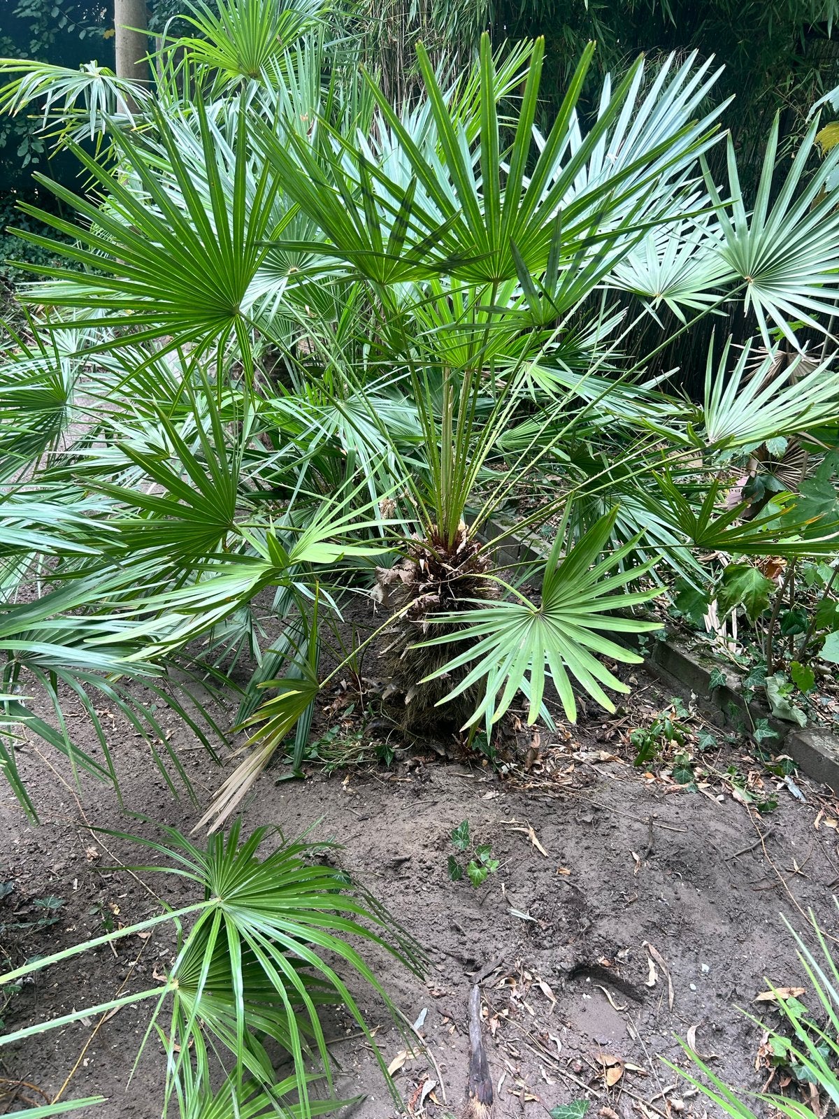 Europese dwergpalm (Chamaerops humilis), Volle zon, Vaste plant, Bloeit niet, Ophalen