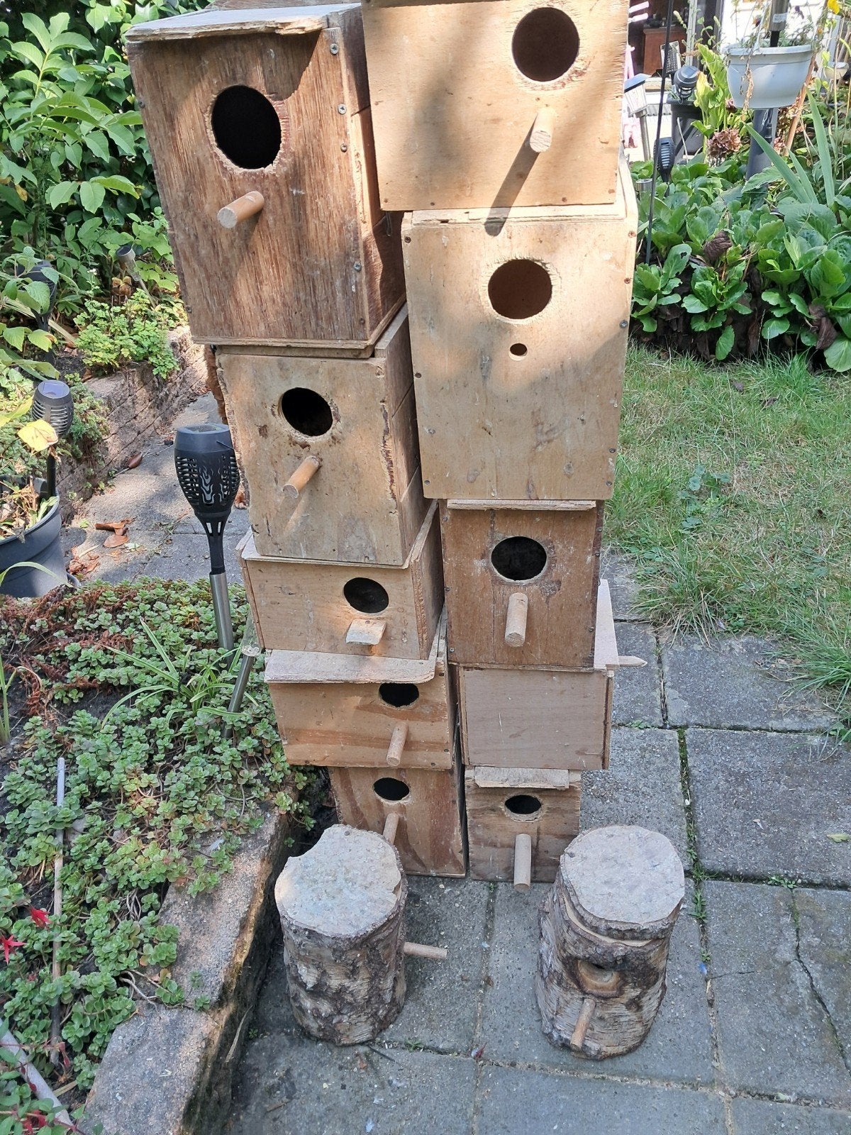 broedblokken 12 stuks, Meerdere dieren, Parkiet