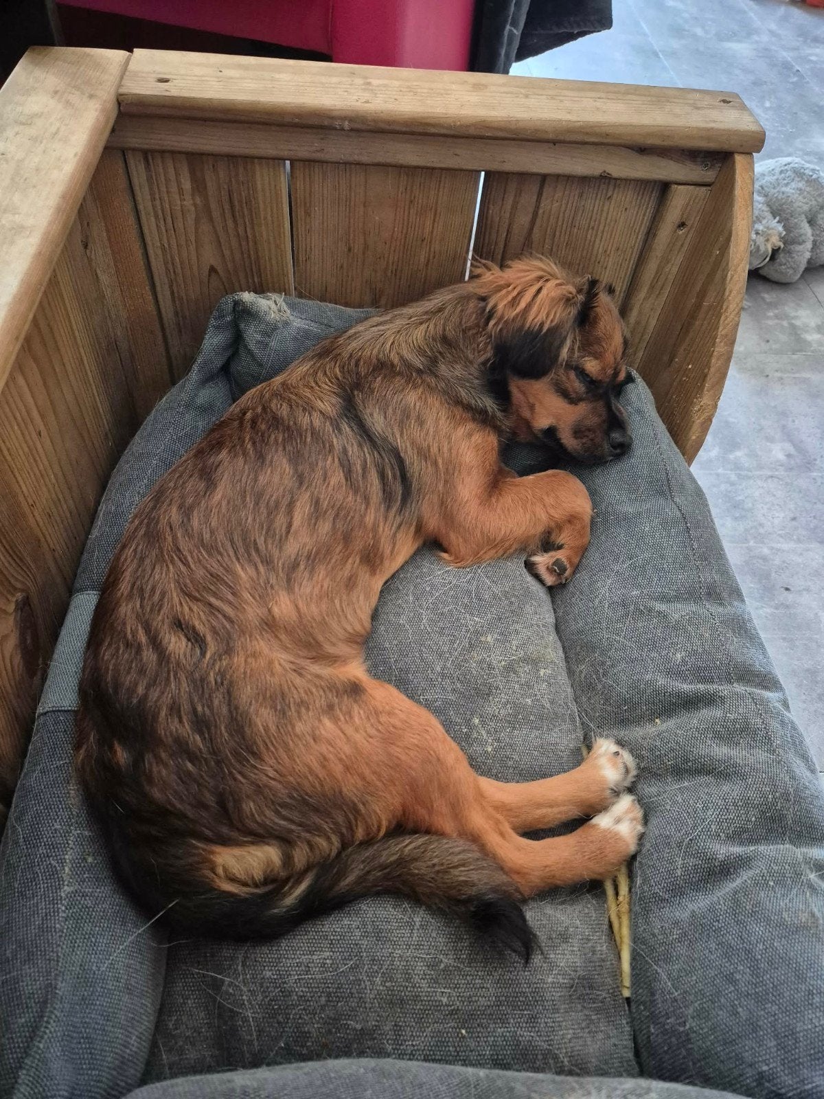 Lieve kleine Cinty van 6 maandjes jong, Dieren en Toebehoren, Honden | Niet-rashonden, Particulier, 15 weken tot 1 jaar, Buitenland