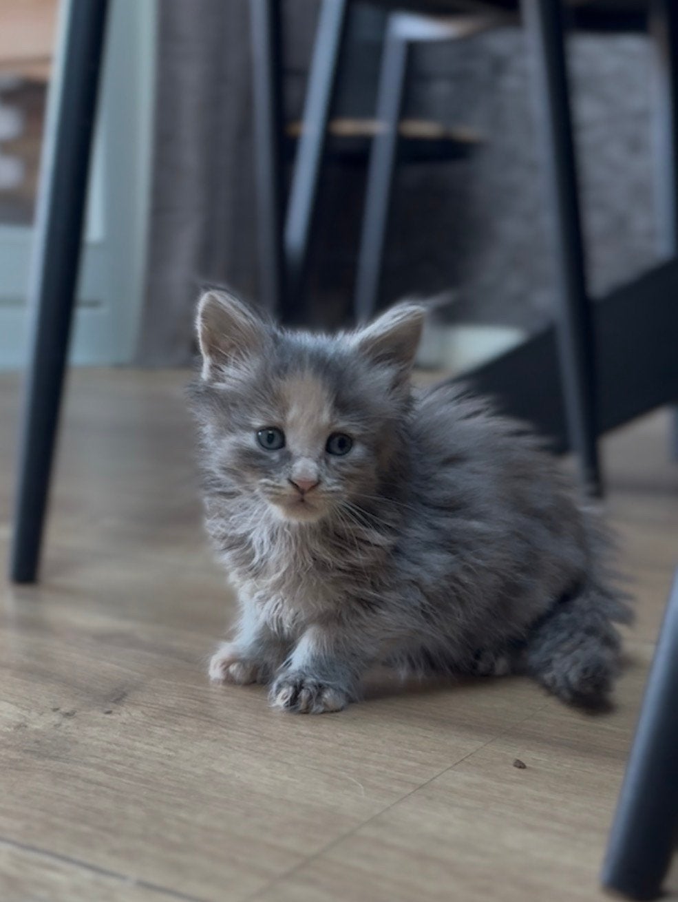 (polydactyl) Maine Coon kittens, Dieren en Toebehoren, Meerdere dieren, Gechipt, 0 tot 2 jaar