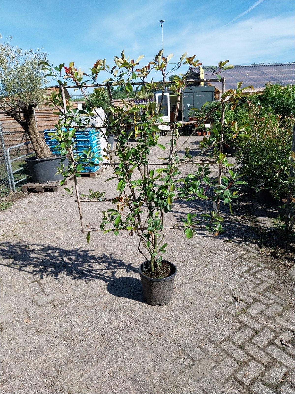 Photinia Red Robin Leischermen - Glansmispel, Ophalen, Halfschaduw