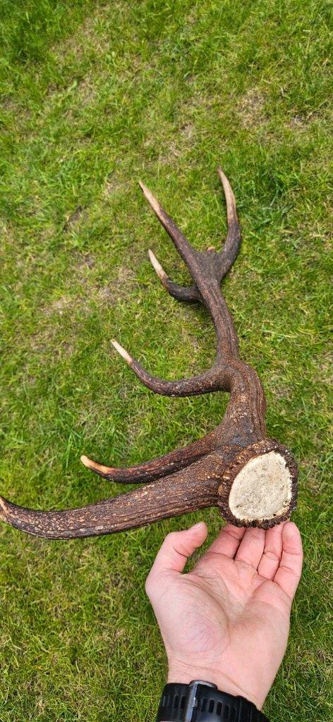 Herten gewei (stang) - Geweien | Edelhert | Veluwe, Verzamelen, Dierenverzamelingen, Ophalen, Nieuw, Hert, Gewei of Kop