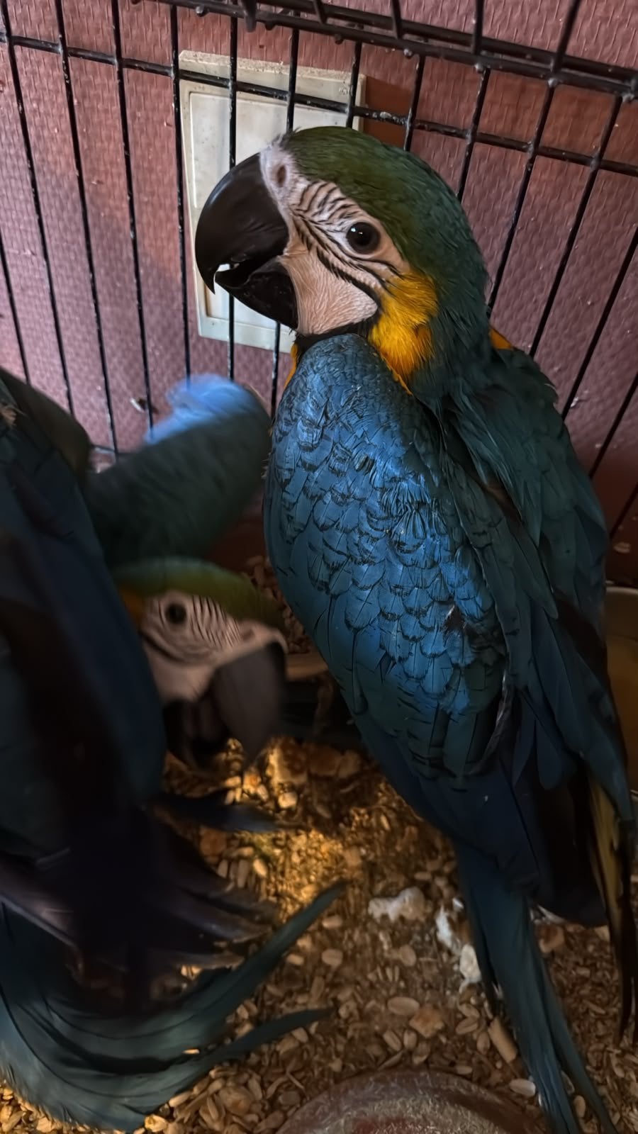 Blauw gele ara, Dieren en Toebehoren, Meerdere dieren, Papegaai