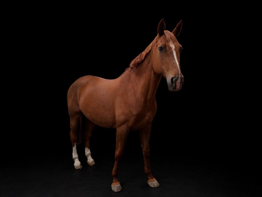 vriendelijke 14-jarige (springgefokte) merrie, Dieren en Toebehoren, Paarden, Merrie, Met stamboom, 11 jaar of ouder, Recreatiepaard