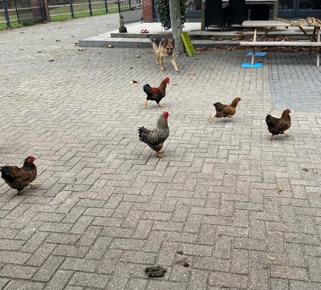 Leg kippen en hanen, Meerdere dieren, Kip