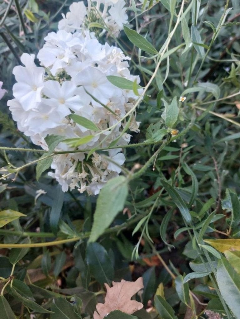 Phlox paniculata wit, Tuin en Terras, Volle zon, Vaste plant, Lente, Ophalen