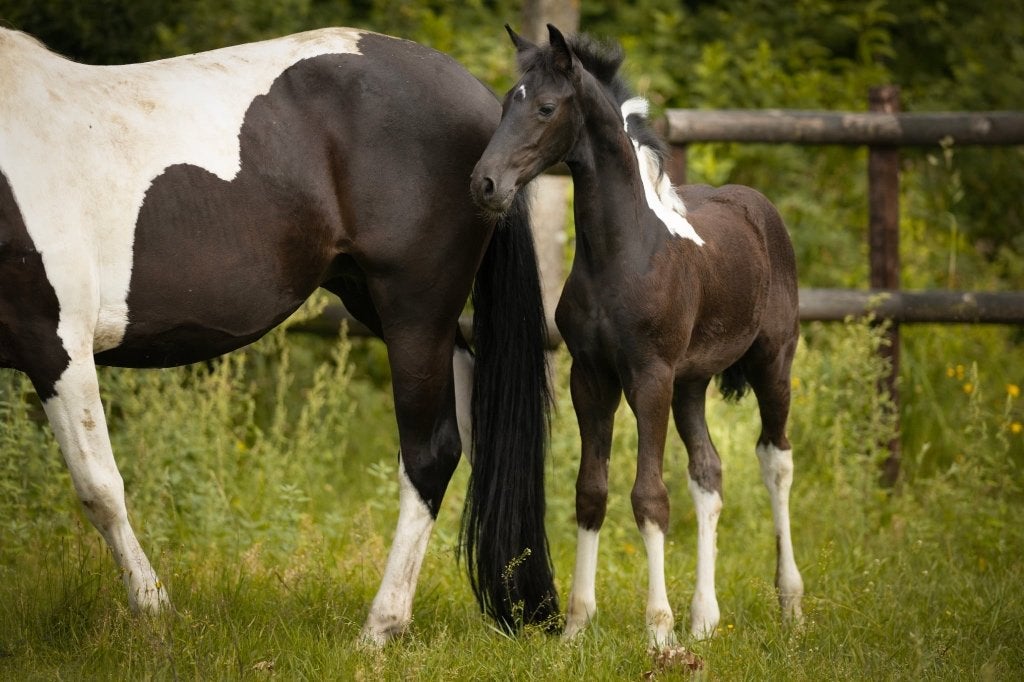 Stoer Barock Pinto hengstveulen (vader Kenzo) 55% Fries, Dieren en Toebehoren, Paarden, Niet van toepassing, Dressuurpaard, Hengst